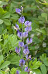 Blue wild indigo